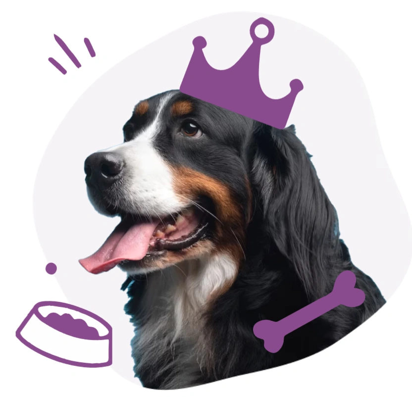 Dog care